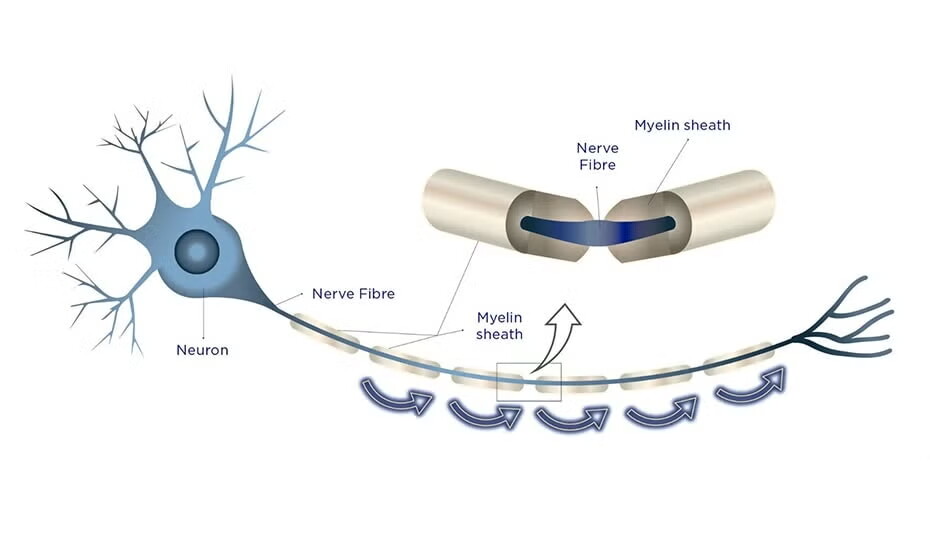 How Brain Connections Work