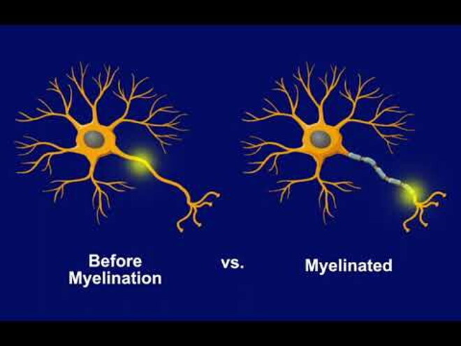 Myelination