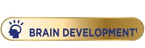 Brain Development Brain Development